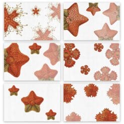 Set de 6 Individuales y 6 servilletas "Asterias"
