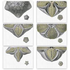 Set de 6 Individuales y 6 servilletas "Blastoidea"