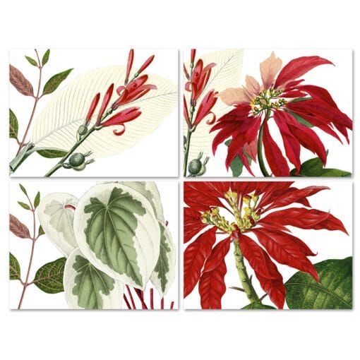 Set de 4 individuales Poinsetta