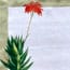 Aloe 7